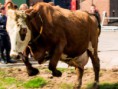 /album/de-scheerskamp-in-beeld/koeiendans-2-jpg/